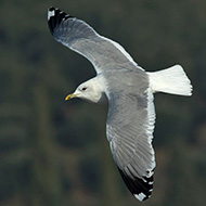 adulto in abito invernale, Garda (VR), 23.12.2018