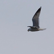 3cy (2� inverno), Verona, 3.03.2019