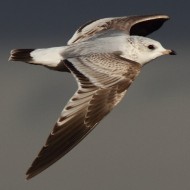 1cy (1� inverno), Valle Ghebo Storto (PD), 7.12.2012