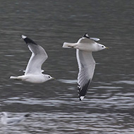 adulti in abito invernale, Verona, 26.12.2018