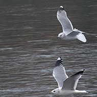 adulto e 2cy (2� inverno - sopra) in abito invernale, Verona, 26.12.2018