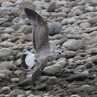 1cy (1� inverno), Verona, 26.12.2018