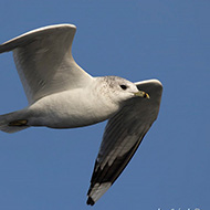 adulto in abito invernale, Garda (VR), 23.12.2018