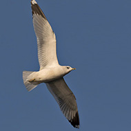 adulto in abito invernale, Garda (VR), 23.12.2018