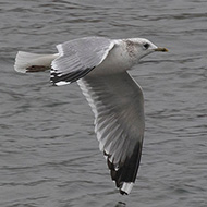 adulto in abito invernale, Verona, 26.12.2018