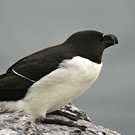 adulto in abito riproduttivo, giugno