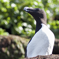 adulti in abito riproduttivo, giugno