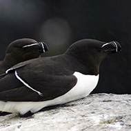 adulto in abito riproduttivo, giugno