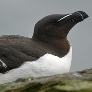 adulto in abito riproduttivo, giugno