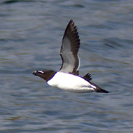 adulto in abito riproduttivo, giugno