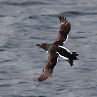 adulto in abito riproduttivo, giugno