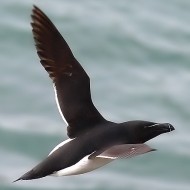 adulto in abito riproduttivo, giugno