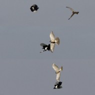 adulto con sparviere (sequenza), Favaro Veneto (VE), 9.03.2010