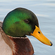 maschio in abito riproduttivo, Lago di Garda (VR), 18.11.2012