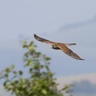 femmina, Lessinia, 6.07.2014
