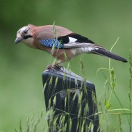 adulto, Favaro Veneto (VE), 3.05.2015