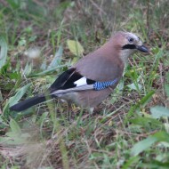 adulto, Eraclea (VE), 3.12.2006