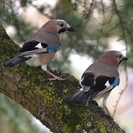 adulti, Favaro Veneto (VE), 30.03.2010