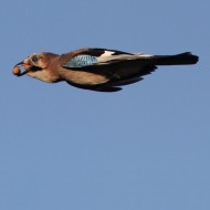 adulto, Mestre (VE), 21.10.2010