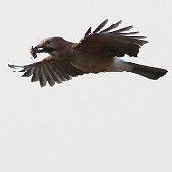 adulto, Favaro Veneto (VE), 13.04.2015