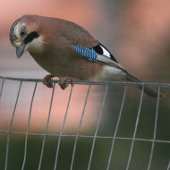 adulto, Eraclea (VE), 3.12.2006