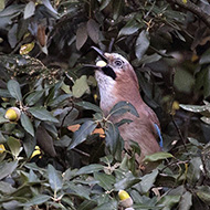 adulto, Verona, 8.11.2017