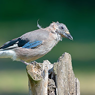 giovane, Legnago /VR), 13.08.2016