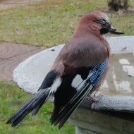 adulto con becco rotto, Favaro Veneto (VE), 16.10.2016