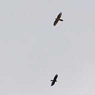 adulto con aquila reale, agosto