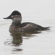 (probabile) femmina, dicembre