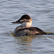 (probabile) femmina, dicembre