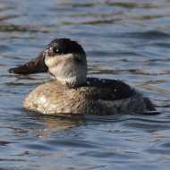 (probabile) giovane, Valle Vecchia (VE), 16.11.2013