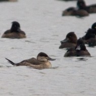 (probabile) femmina con morette, Lago del Frassino (VR), 25.11.2007