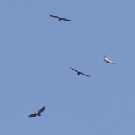 stormo in volteggio, luglio