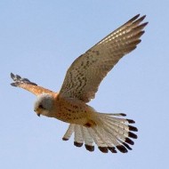 maschio 2cy (1� estate), Castagnaro (VR), 1.06.2013