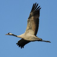 adulti in volo, novembre