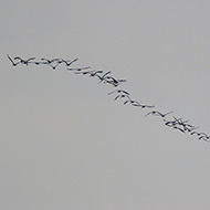 stormo in volo, gennaio