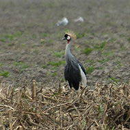 adulti, Brussa (VE), 13.11.2004