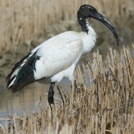 individuo, Delta del Po (RO), 12.03.2016