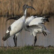 Vallesina (VE), 16.02.2014