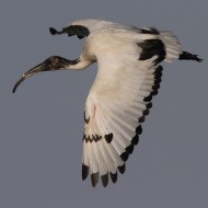 individuo in volo, Sindacale (VE), 15.02.2013