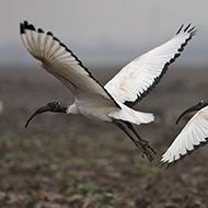 Isola della Scala (VR), 18.02.2018