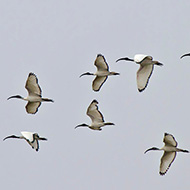 Isola della Scala (VR), 15.02.2015