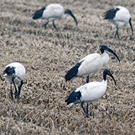 Isola della Scala (VR), 14.12.2015