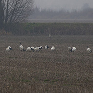 Isola della Scala (VR), 18.02.2018