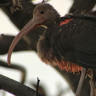 giovane, Pescantina (VR), 18.11.2017