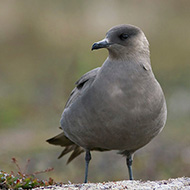 adulto morfismo scuro, giugno