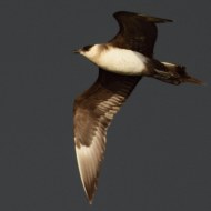 adulto morfismo chiaro, Valle Vecchia (VE), 6.08.2010