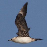 1cy, Valle Vecchia (VE), 6.08.2010