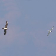 labbo che insegue un beccapesci, Delta del Po (RO), 20.08.2016